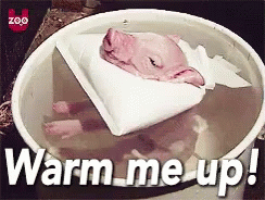 Warm Me Up GIF - Warm Me Up Pig GIFs