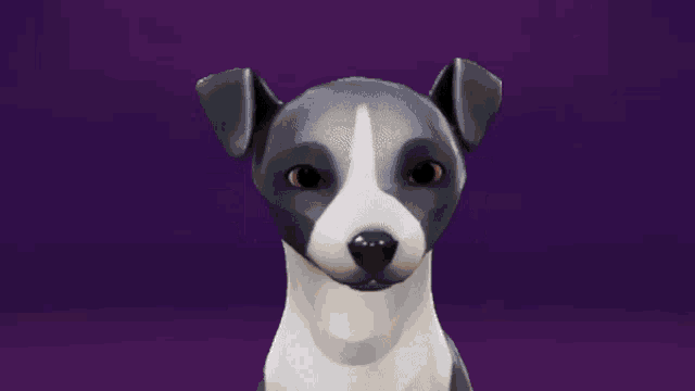 a brown and white dog with a purple background is looking at the camera