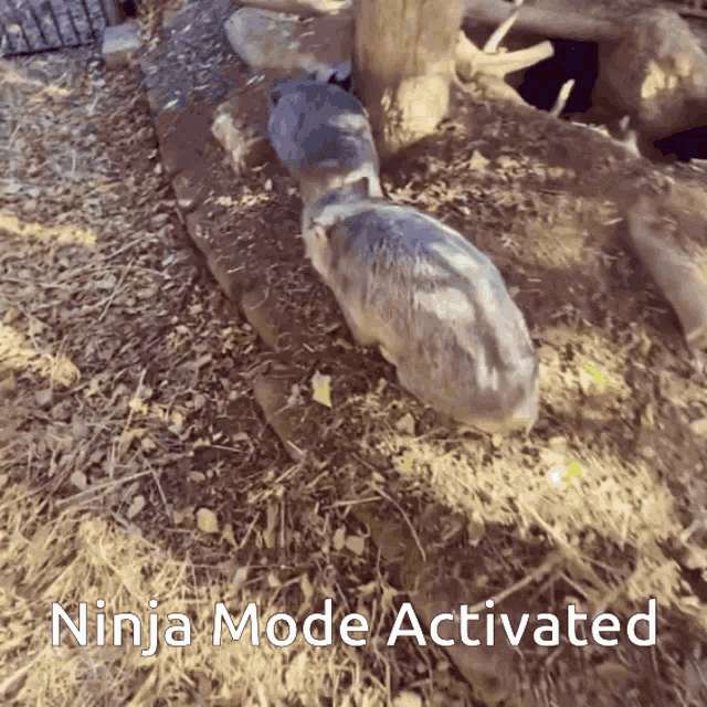 Wombat Ninja GIF - Wombat Ninja Wombat Ninja GIFs