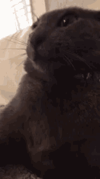 a close up of a gray cat laying on a bed