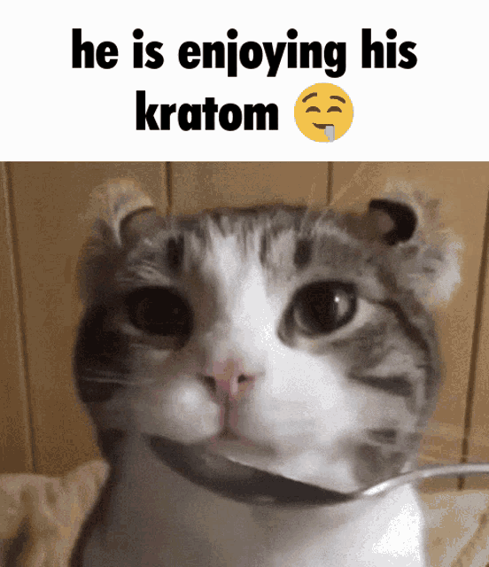 Cat Kratom GIF - Cat Kratom Kratom Cat GIFs