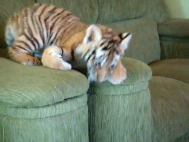 Playtime GIF - Animals Tiger Cub GIFs