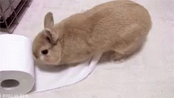 Rabbit Pet GIF - Rabbit Pet Tissue GIFs