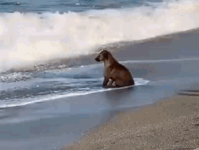 Dog Sea GIF - Dog Sea Thinking GIFs
