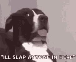a black and white dog with its tongue out and the words `` ill slap anyone in here '' written below it .