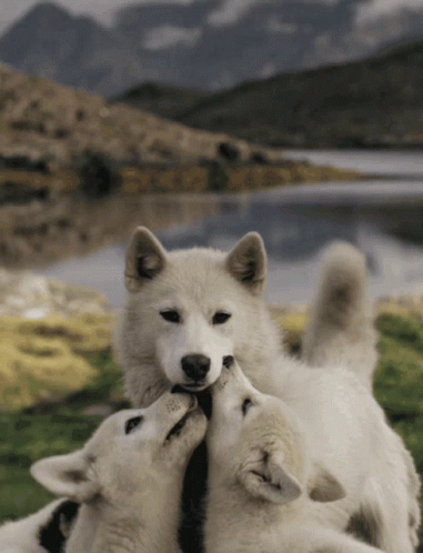 Wolf Love GIF - Wolf Love Mother GIFs