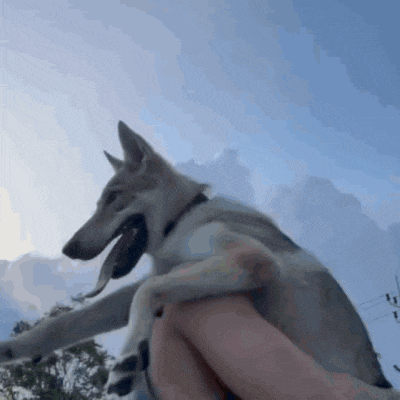 a dog is sitting on a person 's lap with its mouth open .
