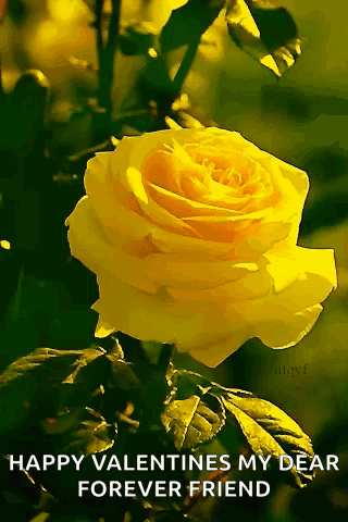 Flower Yellowrose GIF - Flower Yellowrose Rose GIFs