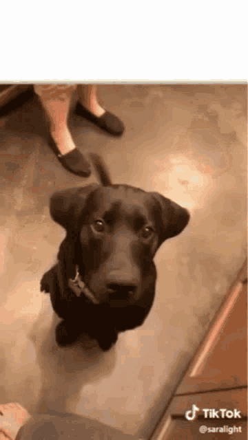 a black dog is standing on its hind legs and looking at the camera .
