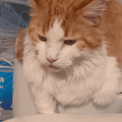 a close up of a fluffy orange and white cat with a blue box in the background