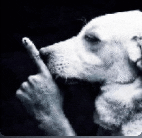 a close up of a dog 's face with a person 's finger in its mouth