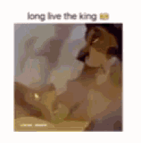 a picture of a lion from the lion king .