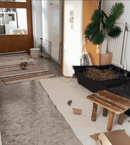 a room with a plant in the corner and a container of hay on the floor