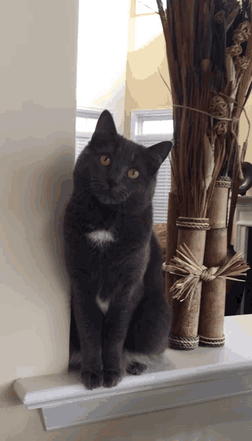 a gray cat sits on a window sill next to a vase