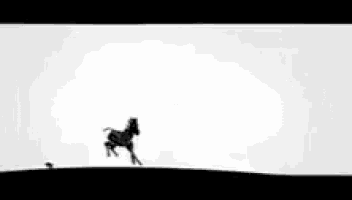 a zebra is jumping in the air on a white background
