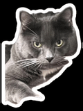 Cat Cattitude GIF - Cat Cattitude Cat Attitude GIFs