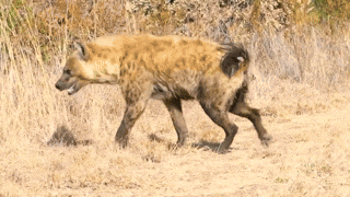 a hyena is walking through tall dry grass