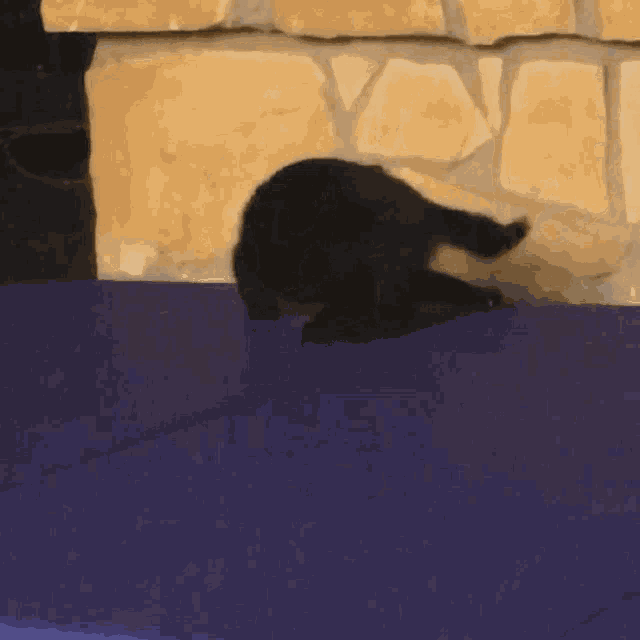 a black cat is standing on top of a purple table in front of a stone wall .