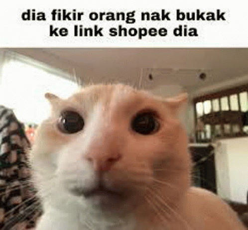 Kucingshopee GIF - Kucingshopee GIFs