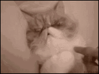 Cute Kitten GIF - Cute Kitten Stretch GIFs