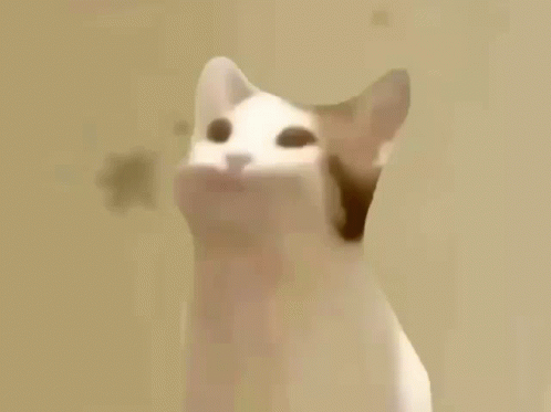 Yellow Bitcoin Pop Cat GIF - Yellow Bitcoin Pop Cat GIFs