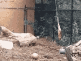 a giraffe is hanging from a rope in a cage