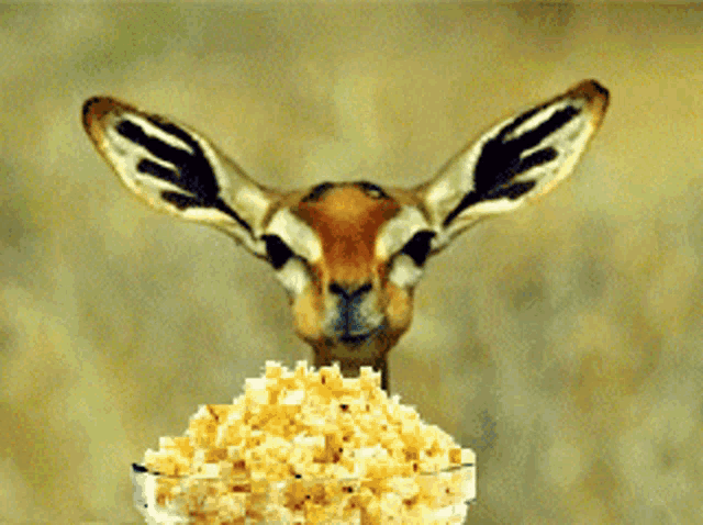 a gazelle looking at a bowl of corn