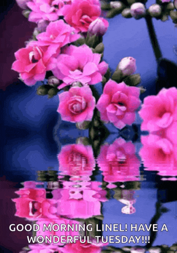 a picture of pink flowers says good morning linel have a wonderful tuesday !!