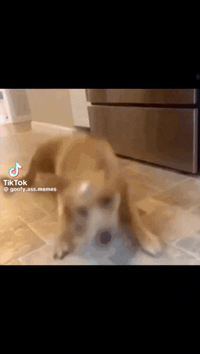 a dog is laying on the floor in front of a refrigerator in a kitchen .