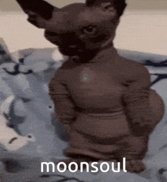 a hairless cat is sitting on a bed wearing a turtleneck and a sweater .