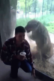Why Can'T I Get You?! GIF - Tiger Attacked Funny GIFs