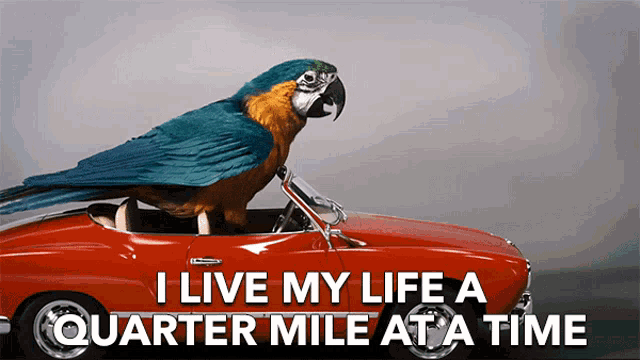 a parrot is sitting in a red car with the words " i live my life a quarter mile at a time " below it