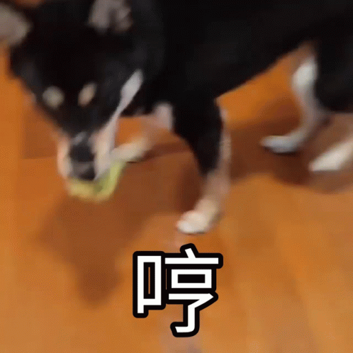 Roxie Dog GIF - Roxie Dog Shiba GIFs