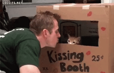 Kissing Booth Kitten GIF - Kissing Booth Kitten Cat GIFs