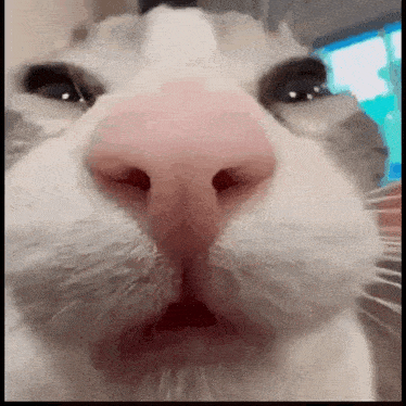 a close up of a cat 's nose with its mouth open and looking at the camera .