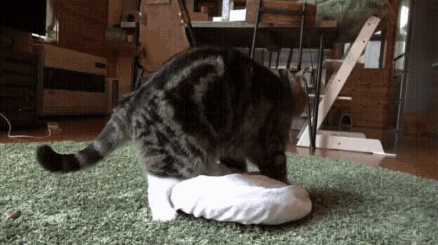 Unexpected Cat GIF - Unexpected Cat GIFs