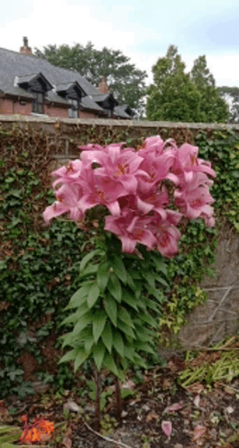 a bunch of pink flowers are growing in front of a house