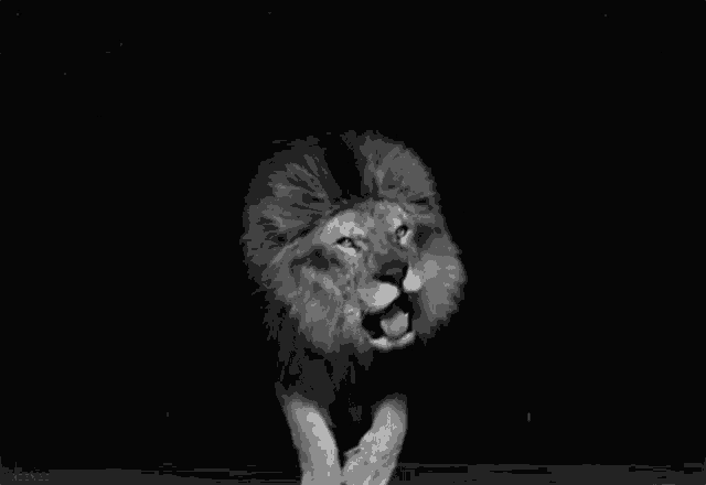 a black and white photo of a lion with its mouth open and sharp teeth .