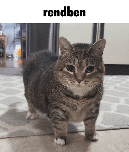 a cat is standing in front of a sign that says rendezen