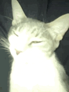 a close up of a cat with its eyes closed and its tongue sticking out .