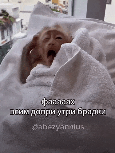 a monkey is wrapped in a white blanket with a caption in a foreign language