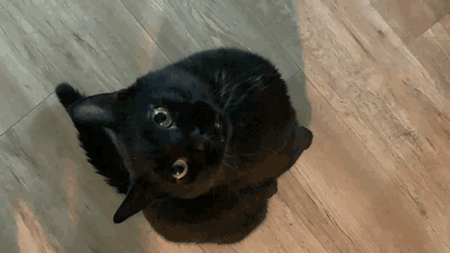 a black cat looking up at the camera on a wood floor