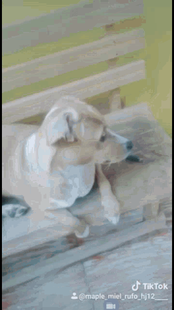 a dog is sitting on top of a washing machine and looking up .