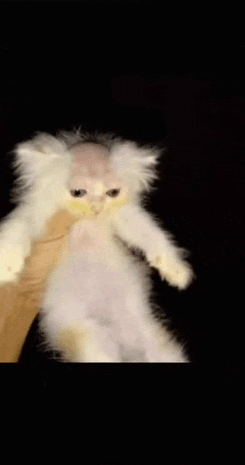 a person is holding a white cat with a shaved head in their hand .