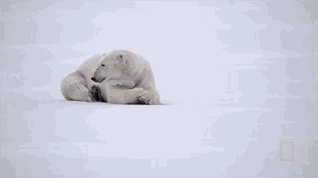 Resting Polar Bear National Geographic GIF - Resting Polar Bear National Geographic Photographer Captures Stunning Arctic Wildlife GIFs