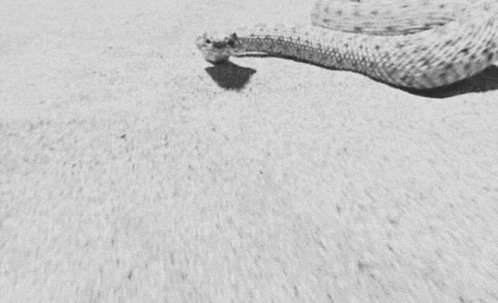 Snake Attack GIF - Snake Attack Snake In The Grass GIFs