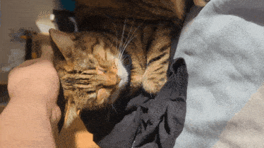 a cat is laying on a person 's lap and being petted