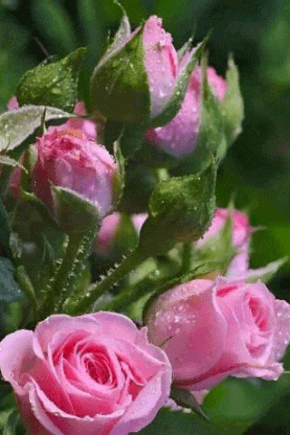 a close up of a bunch of pink roses with water drops on them