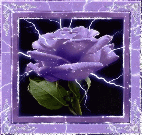 Purple Flower GIF - Purple Flower GIFs