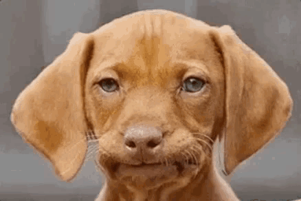 a brown puppy is making a funny face with its mouth open .